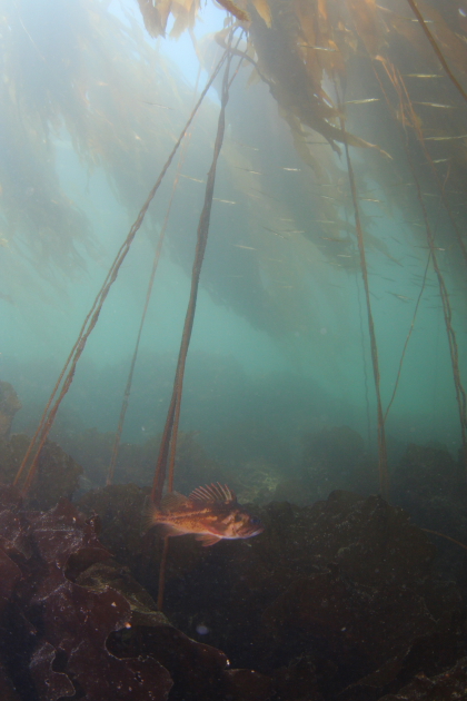 COPPER ROCKFISH UNDER KELP AND TUBE SNOUTS